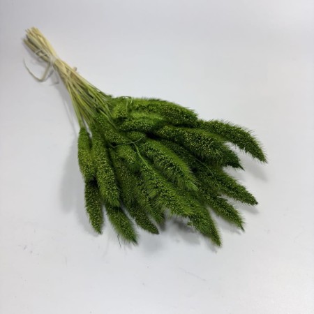 Suszona setaria zielona.jpg