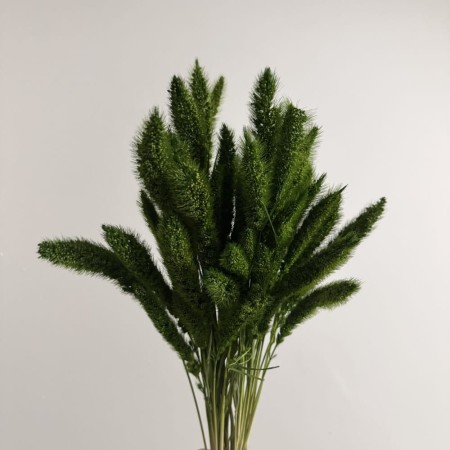 Zielona setaria suszona.jpg