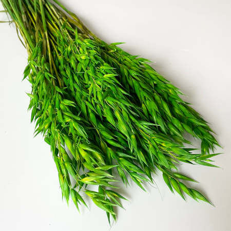 Owies zielony suszony.png