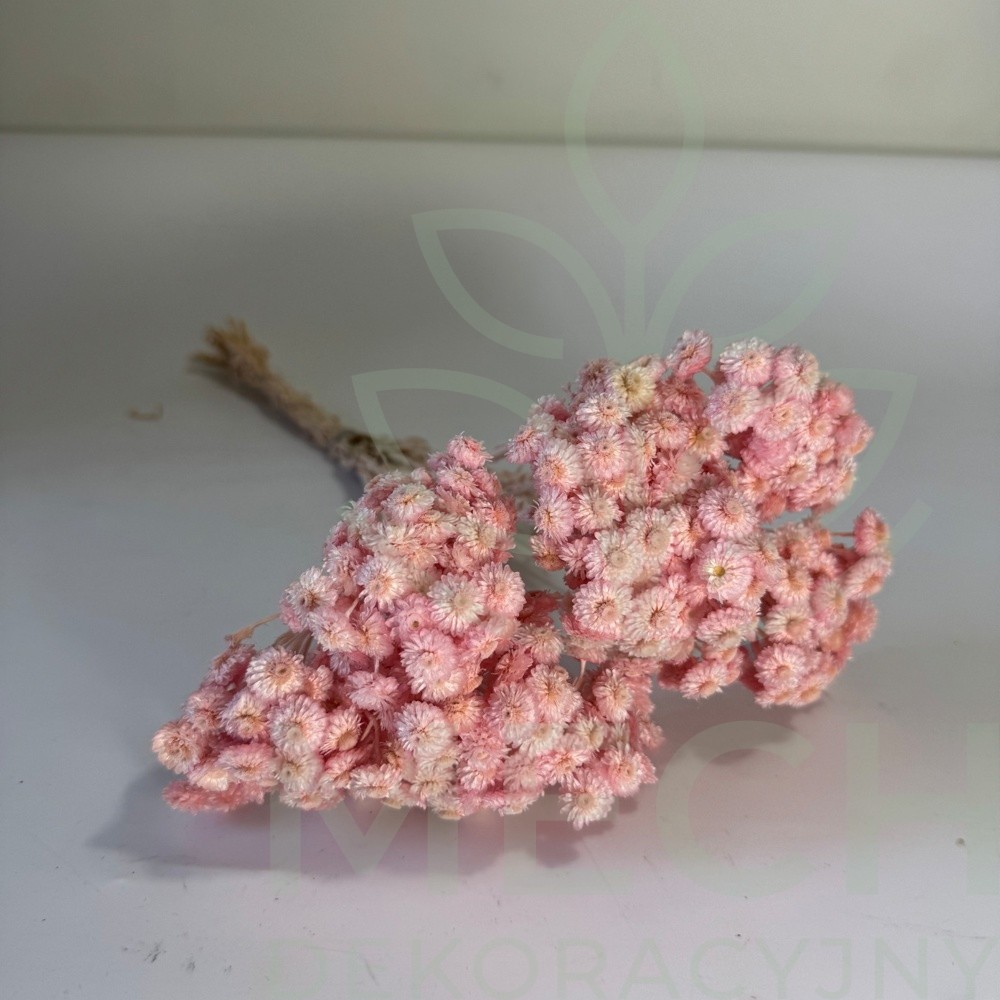 Kocanka drobna różowa suszona.jpg