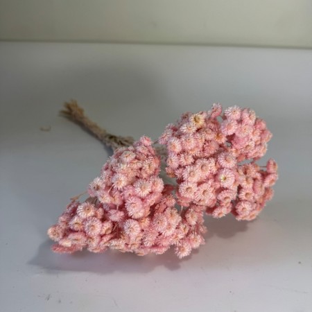 Kocanka drobna różowa suszona.jpg