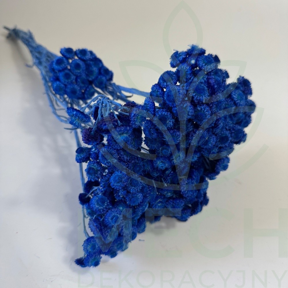 Kocanka drobna granatowa suszona.jpg