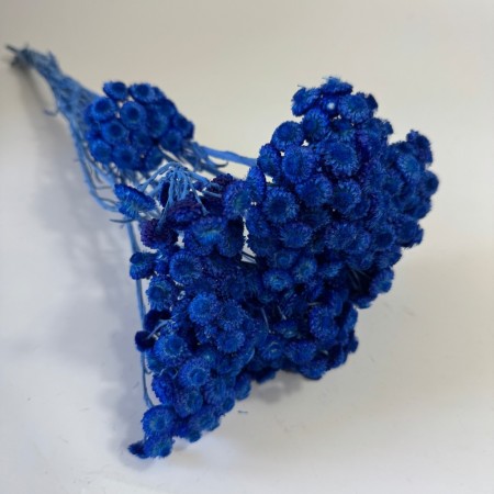 Kocanka drobna granatowa suszona.jpg