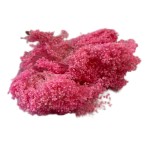 Broom Bloom suszony | różowy | ok. 100 g