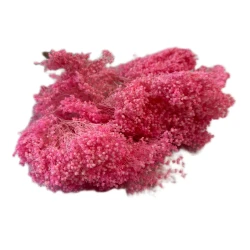 Broom Bloom suszony | różowy | ok. 100 g