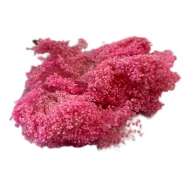 Przejdź do produktu Broom Bloom suszony | różowy | ok. 100 g