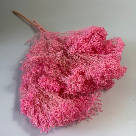 Różowy broom bloom.jpg