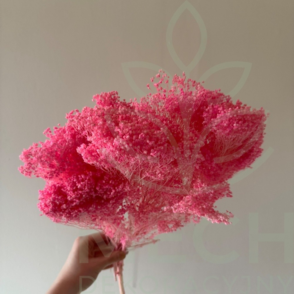 Różowy suszony broom bloom.jpg