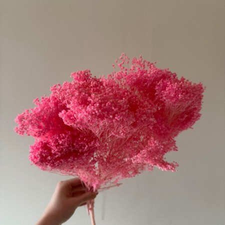 Różowy suszony broom bloom.jpg