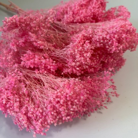 Suszony różowy broom bloom.jpg