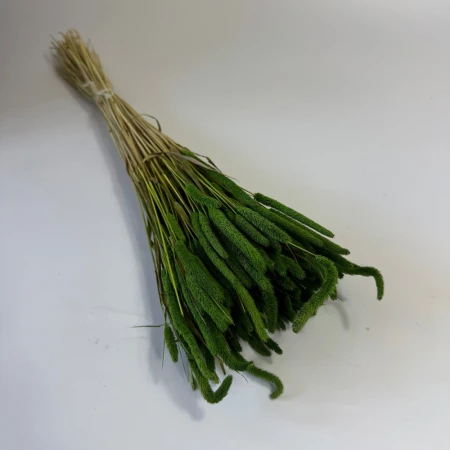 Tymotka ciemna zieleń suszona.jpg