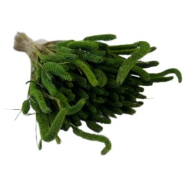 Przejdź do produktu Tymotka (Phleum) suszona | ciemna zieleń | ok. 150 szt. | 60 cm