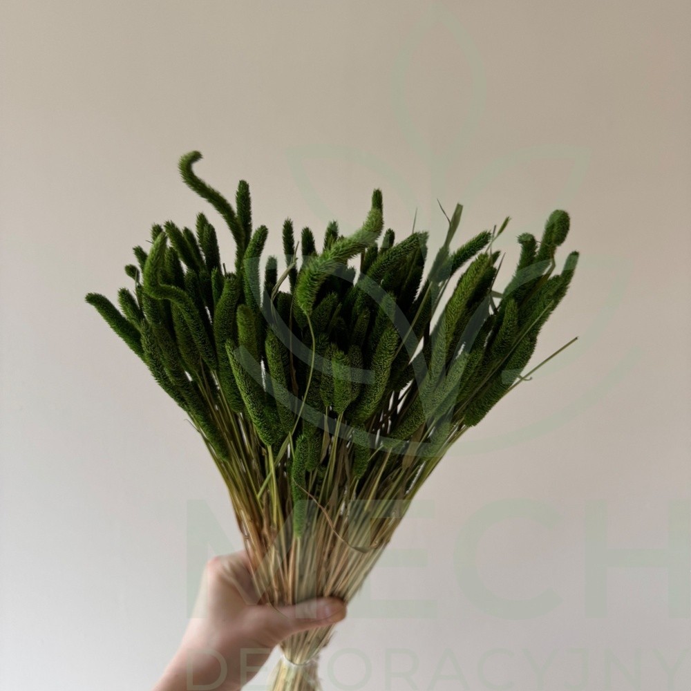 Tymotka suszona ciemna zieleń.jpg