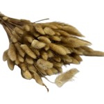 Dmuszek jajowaty (Lagurus) suszony | naturalny | ok. 150 szt. | 60 cm