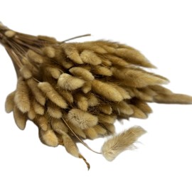 Przejdź do produktu Dmuszek jajowaty (Lagurus) suszony | naturalny | ok. 150 szt. | 60 cm