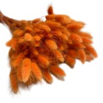 Dmuszek jajowaty (Lagurus) suszony | pomarańczowy | ok. 150 szt. | 60 cm