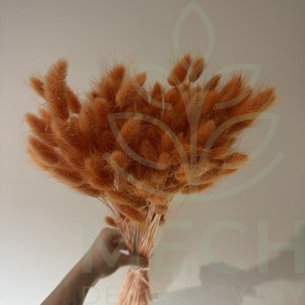 Pomarańczowy dmuszek suszony.jpg