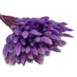 Dmuszek jajowaty (Lagurus) suszony | fioletowy | ok. 150 szt. | 60 cm