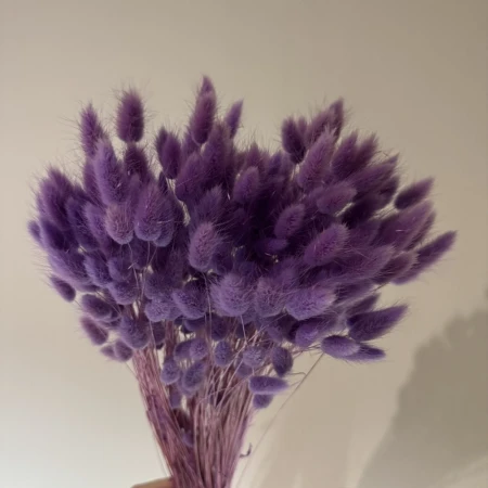 Fioletowy dmuszek suszony.jpg