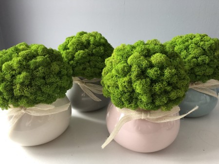 Doniczki z Chrobotkiem (pastelowe).jpg