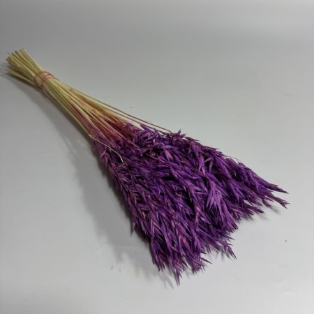 Owies fioletowy suszony.jpg