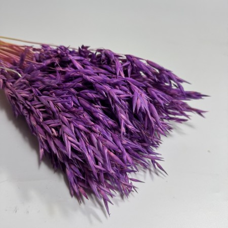 Suszony owies fioletowy.jpg