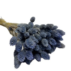 Przejdź do produktu Kanar (Phalaris) suszony | niebieski | ok. 100 szt. | 60 cm