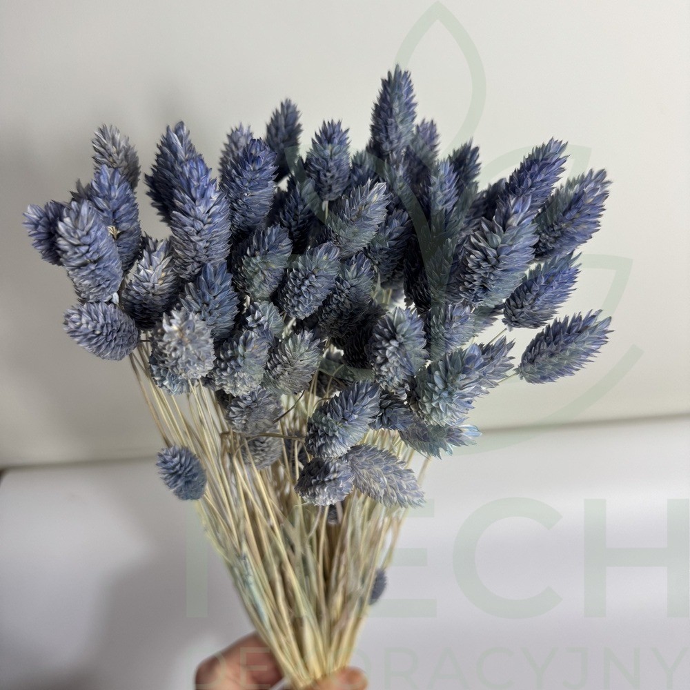 Suszony kanar jasnoniebieski.jpg