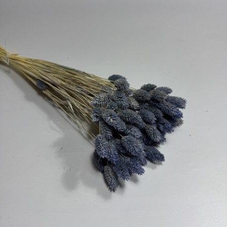 Kanar jasnoniebieski suszony.jpg