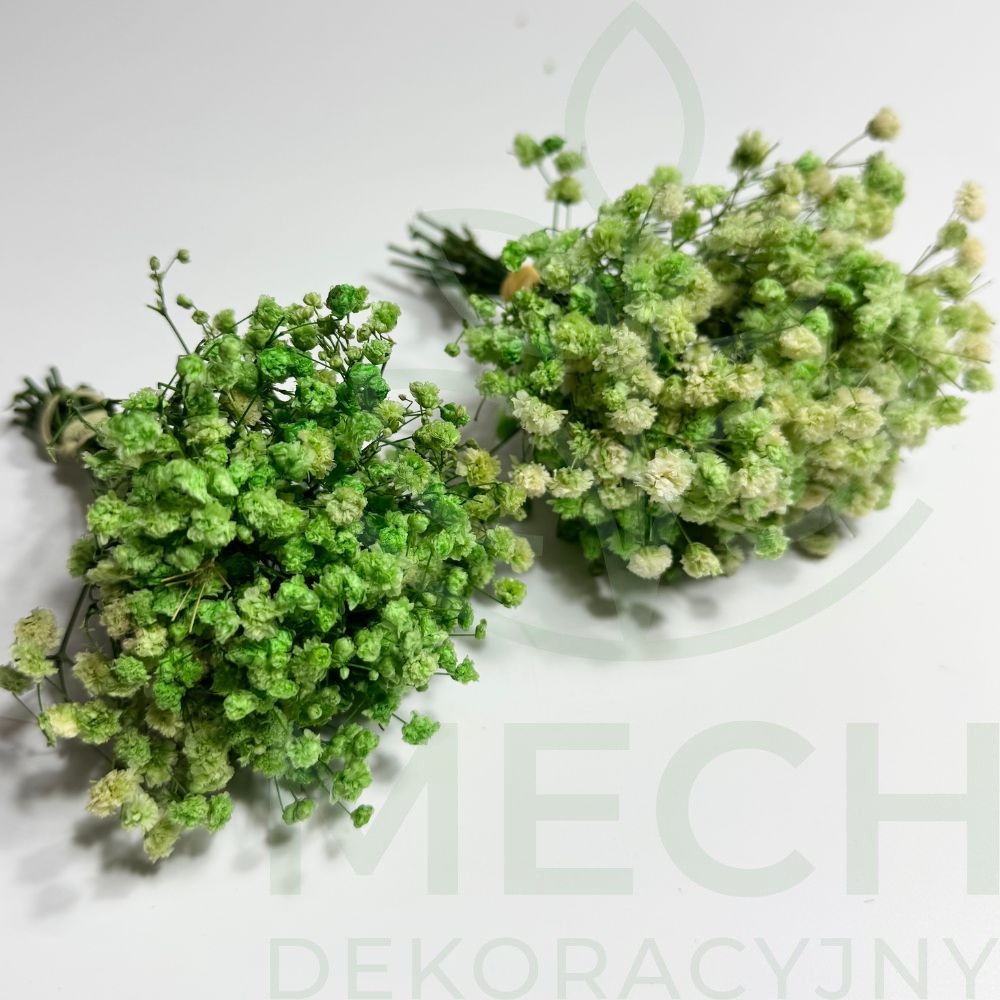 Gipsówka jasnozielona mini.jpg