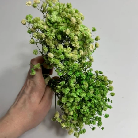 Gipsówka jasnozielona.jpg