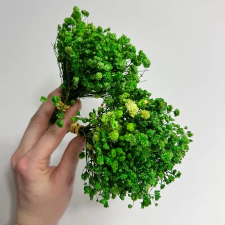 Mini zielona gipsówka.jpg