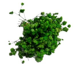 Przejdź do produktu Gipsówka stabilizowana zielona MINI SELECT kwiaty dekoracja DIY