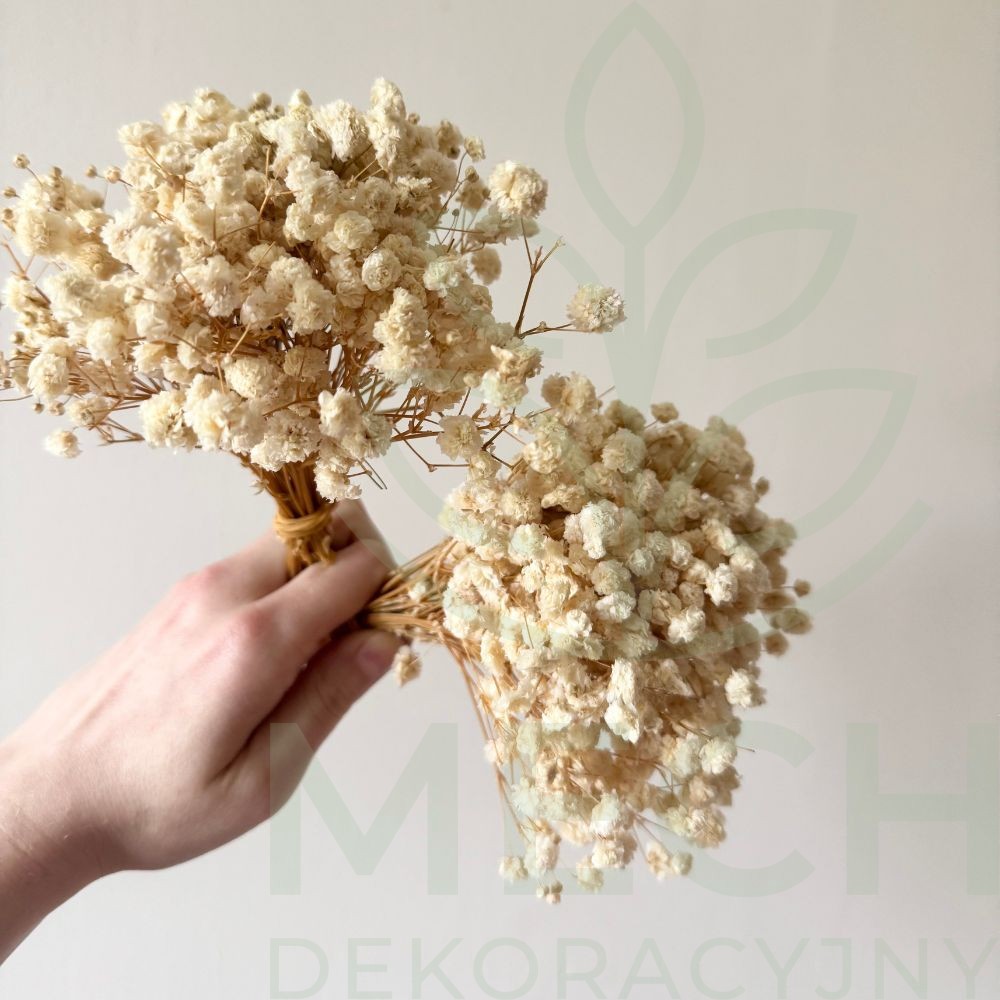 Gipsówka kremowa stabilziowana mini.jpg