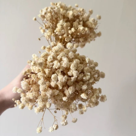 Gipsówka stabilizowana mini kremowa.jpg