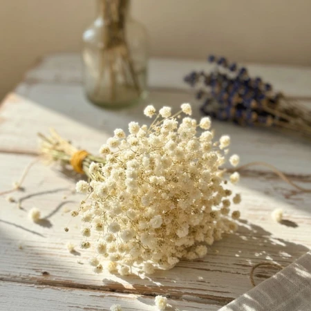 Kremowa gipsówka.jpg