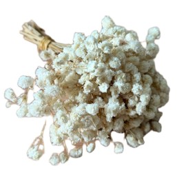 Przejdź do produktu Gipsówka stabilizowana kremowa MINI SELECT kwiaty dekoracja DIY