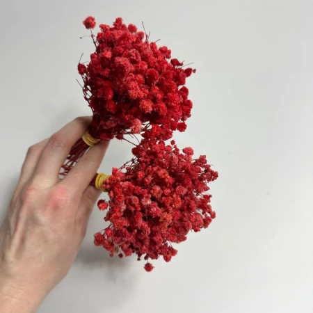 Mini czerwona gipsówka.jpg