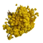 Gipsówka stabilizowana żółta MINI SELECT kwiaty dekoracja DIY