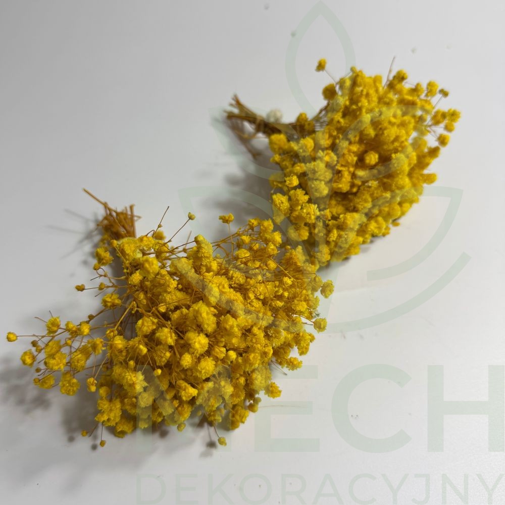 Mini gipsówka żółta.jpg