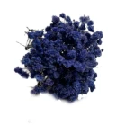 Gipsówka stabilizowana granatowa MINI SELECT kwiaty dekoracja DIY