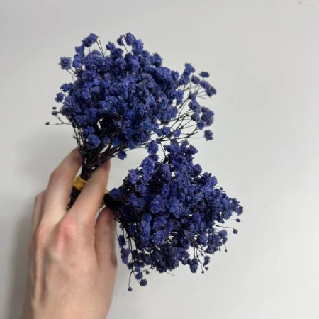 Mini granatowa gipsówka.jpg