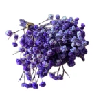 Gipsówka stabilizowana fioletowa MINI SELECT kwiaty dekoracja DIY