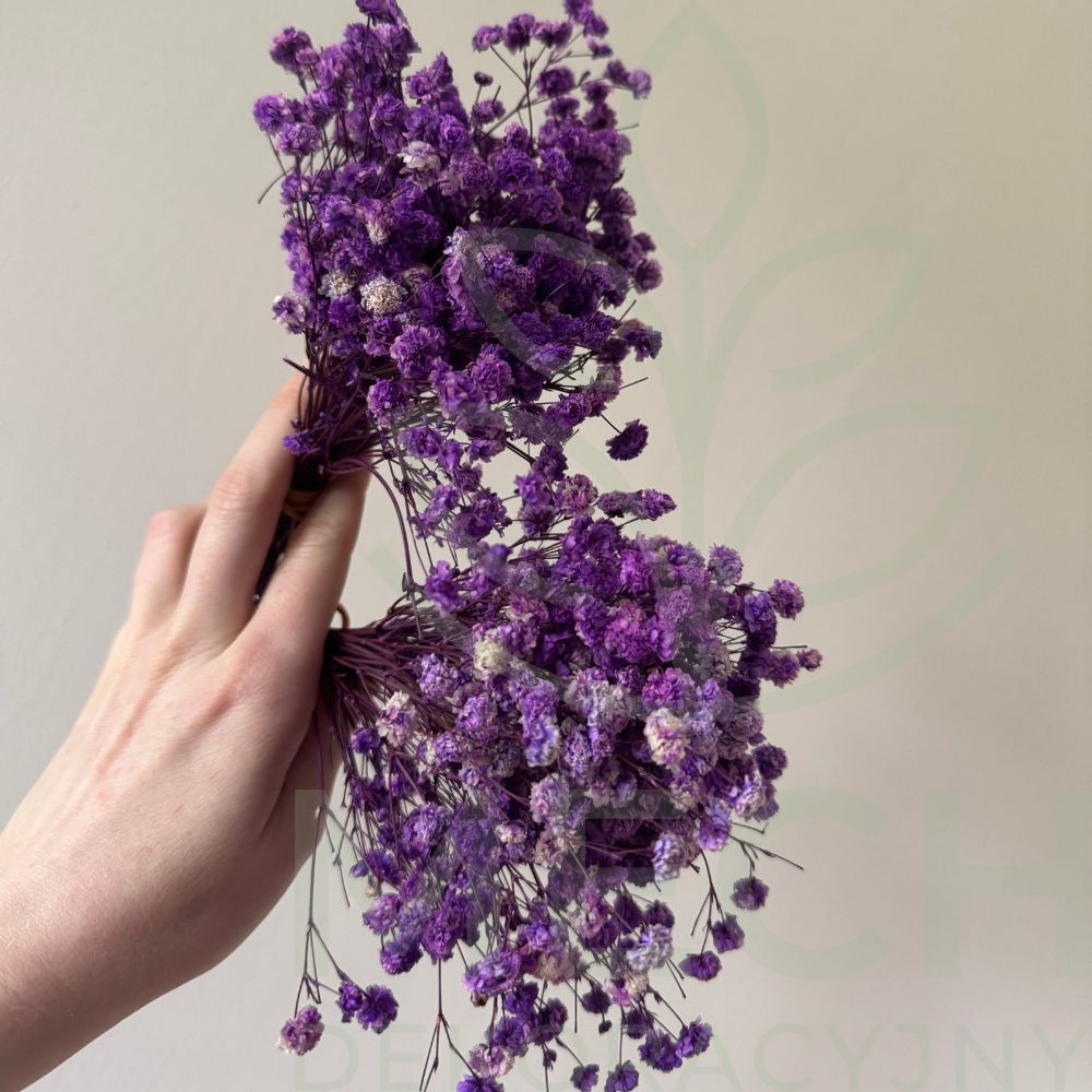 Mini gipsówka fioletowa.jpg