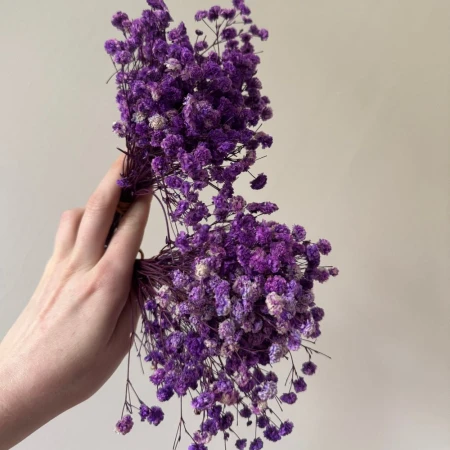 Mini gipsówka fioletowa.jpg