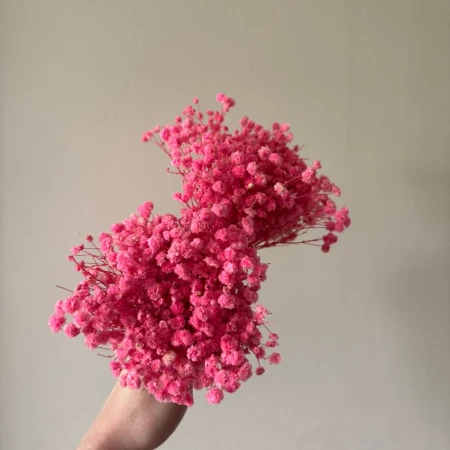 Mini gipsówka różowa.jpg