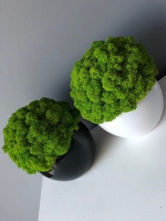 Doniczka z mchem Chrobotkiem