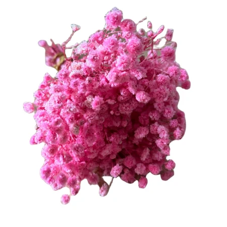 Mini różowa gipsówka.jpg