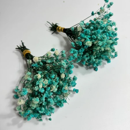 Gipsówka jasnoniebieska mini.jpg