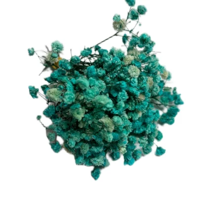 Gipsówka jasnoniebieska.jpg